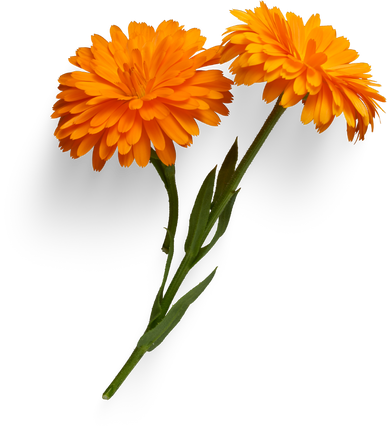 Orange Calendula flower