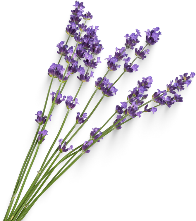 Lavender flowers